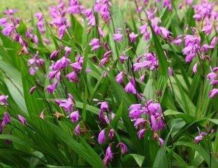 农村致富新项目18年种这4大中药材种植好了想不赚钱都难
