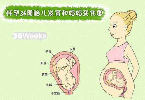 36个月宝宝语言发育到什么标准