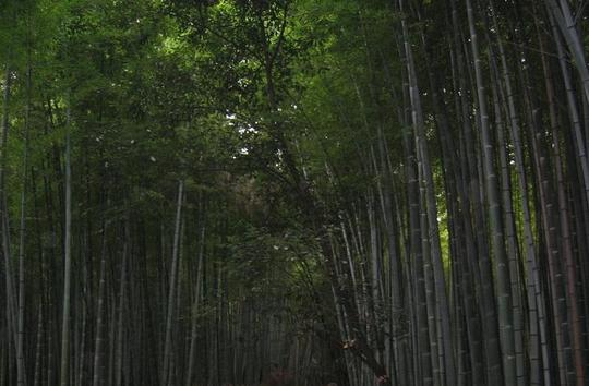 珠江源风之野竹林