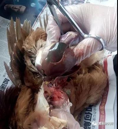 卵泡多怎么治疗最快