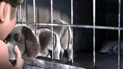 萌宠动画短片带我回家温馨感人