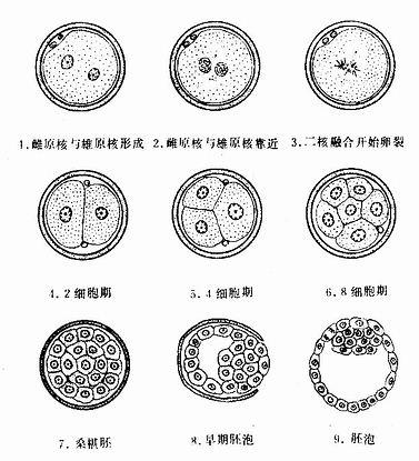 排卵后精卵结合需要多长时间