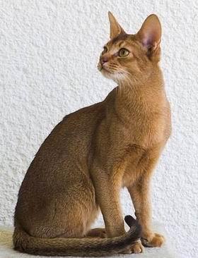 猫咪繁育——基因学