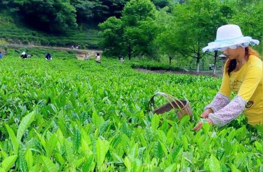 退休老人痴情茶叶首创业,女承父业挑大梁,发展茶叶新特色