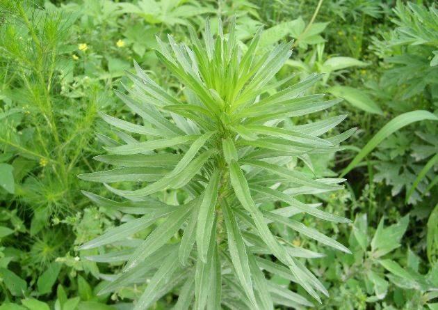 秋季宝宝过敏性鼻炎高发