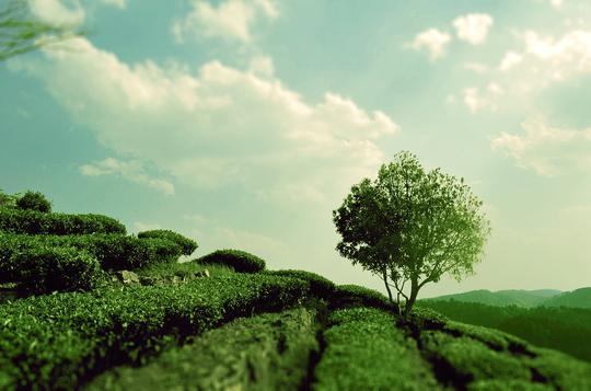 自己拍的茶园