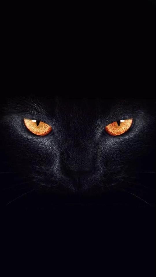 苹果黑猫睁眼壁纸原画苹果8黑猫睁眼壁纸高清