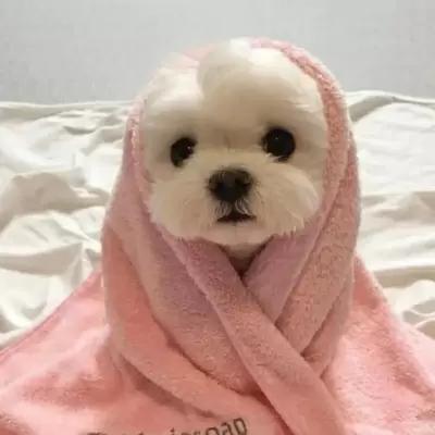 “今日文案见评论”可爱动物头像,女生,可爱,小清新,抖音
