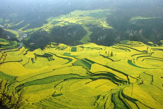 摄影,旅行,二月、三月去罗平看油菜花.