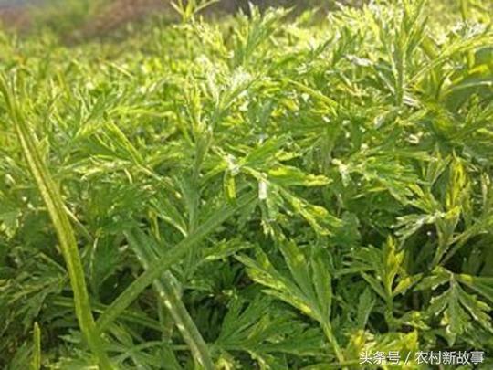 打工,不是农村人唯一选择农民七种赚钱新思路
