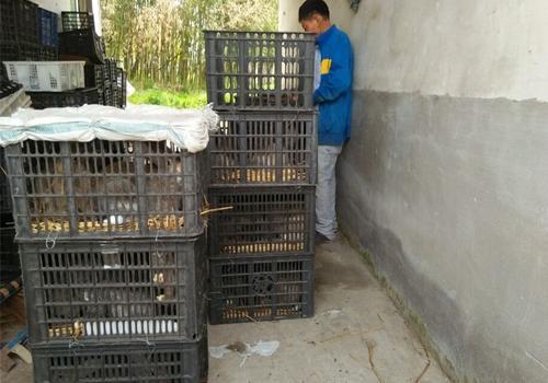 利昂兔价格上涨，给创业养殖带来机遇，小编:需量力而行