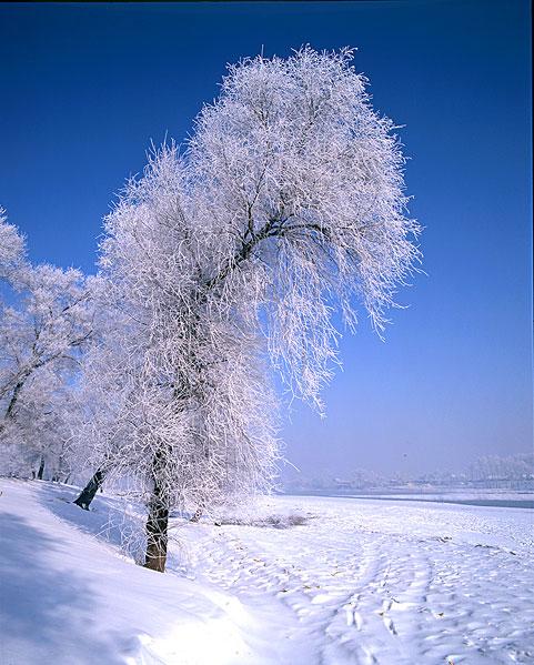 吉林雾凇雪景风光_图片大全—全景创意图库（quanjing.com）中国领先的正版图片视频素材网站