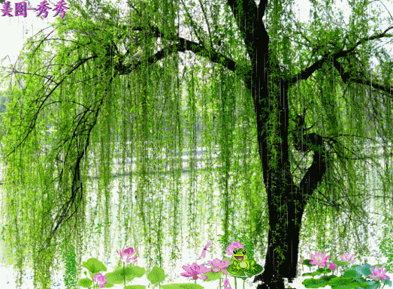 垂柳柳树树560_412gif动态图动图