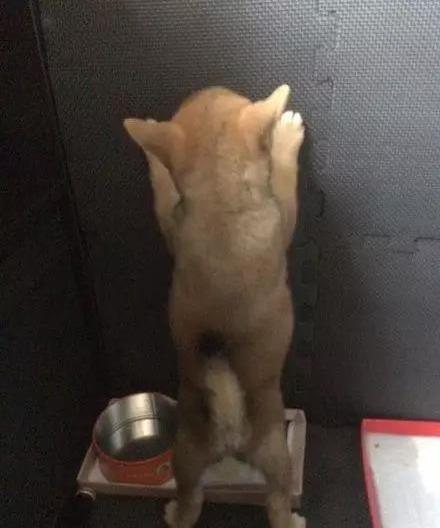 柴犬上厕所的姿势引路人围观,网友:一看就是爸爸教的!