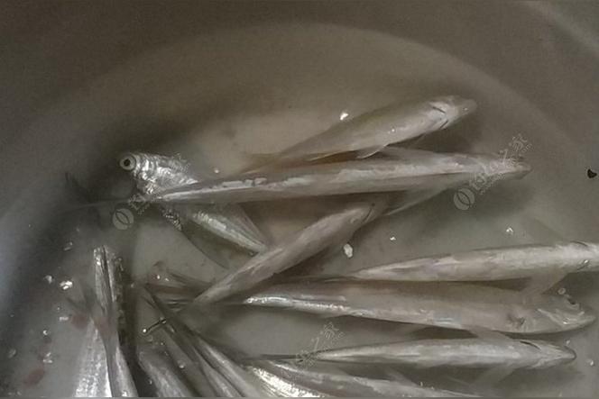 藻腥味合适钓什么鱼？