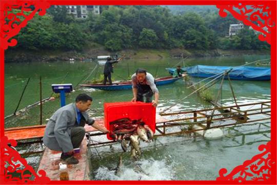 农村适合的养殖项目比较好(农村养殖的前景)