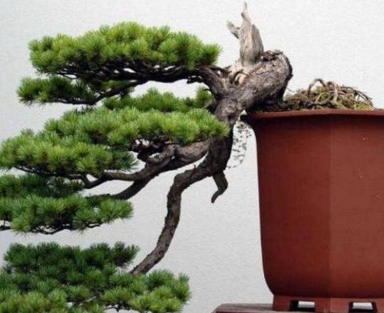 外公一百多元淘回马尾松,做成盆景造型奇特,养到就是