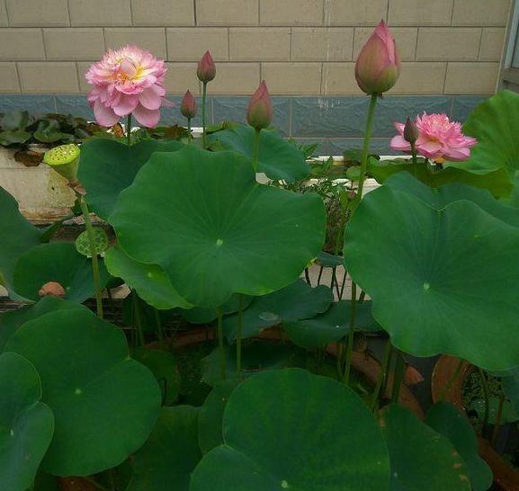 1岁多宝宝喜欢把东西搬来搬去