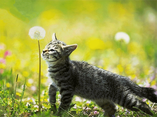 猫gif动画素材3
