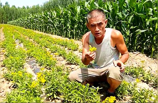 订单式农业“一条龙”服务救心菜项目助农增收致富
