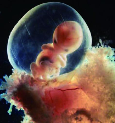 几天可以测出怀孕?