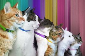 Take Me(Code Kunst/meenoi (미노이)/11키티즈)