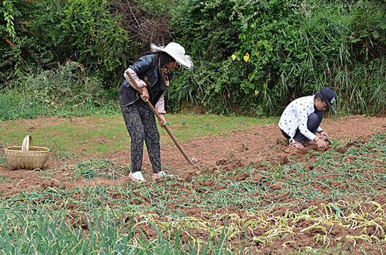 种葱的女人,蔬菜,佐料,白露,时节,农事,贵州,威宁,农民,田间,劳作,繁忙