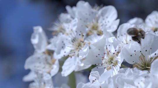 果园苹果树苹果花花朵蜜蜂_1920x1080_高清视频素材