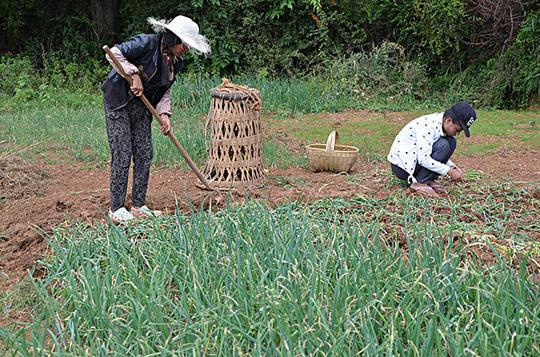 种葱的女人,蔬菜,佐料,白露,时节,农事,贵州,威宁,农民,田间,劳作,繁忙