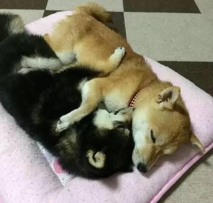 单身狗铲屎官每天面对这2只柴犬,整天都在被虐