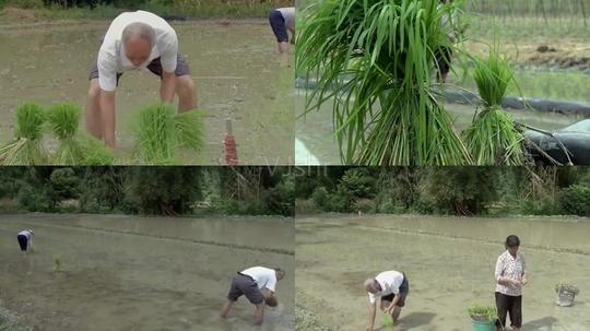 水稻插秧种田视频素材