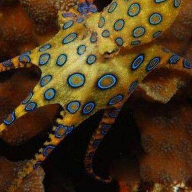 蓝环章鱼 头条搜索