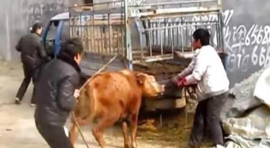为什么农村杀牛杀猪的人越来越穷?