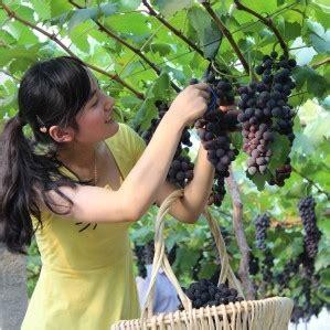 安庆葡萄采摘园
