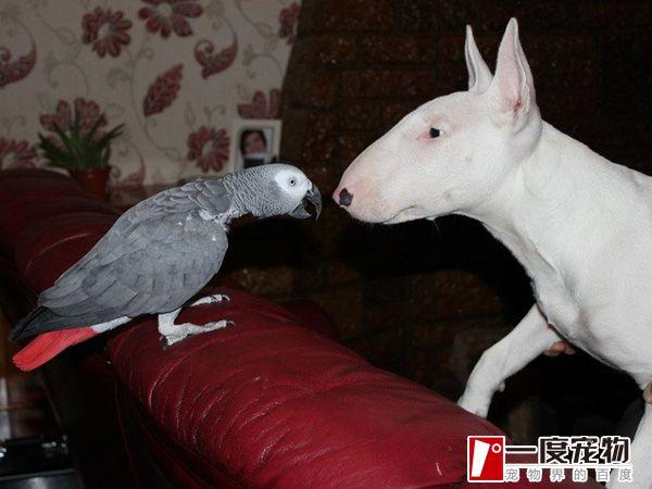 新生儿可以和狗狗共处吗