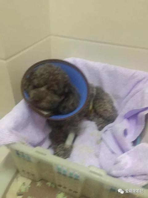 超过预产期一周了怎么办