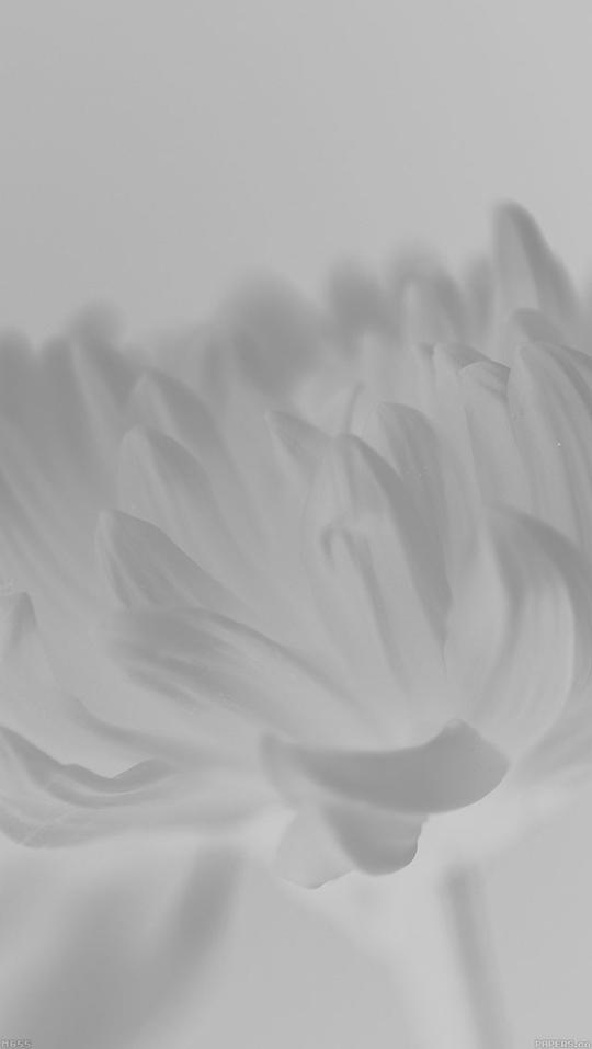 灰色曝光处理后的菊花手机背景