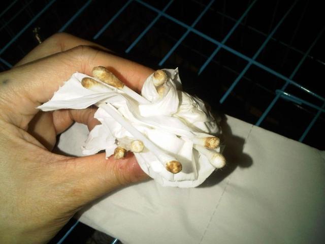 孩子感冒流黄鼻涕是风寒还是风热