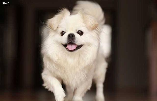 养宠物要具备什么条件