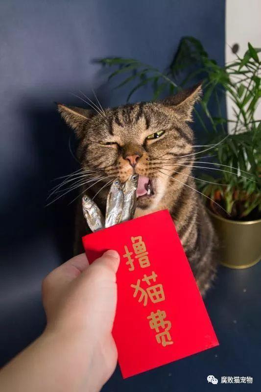 快过年啦!你想好给猫主子什么奖励了吗?(内有猫主子福利!