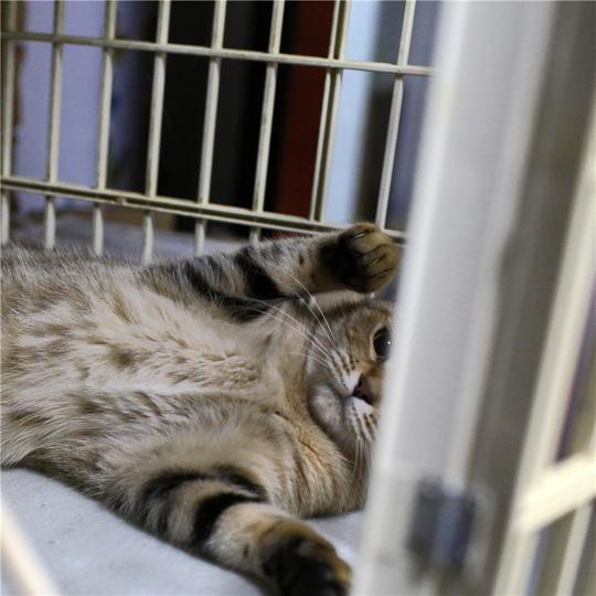 特价猫咪纯种金虎斑美短猫咪活体宠物成猫mm母成年短毛猫