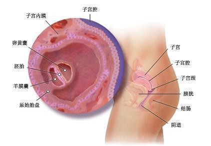 怀孕每月胎儿发育过程