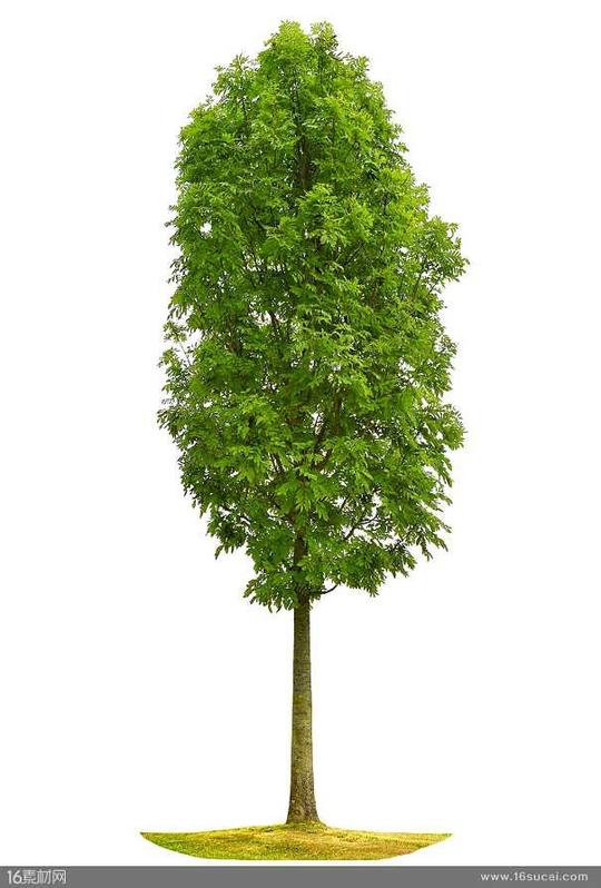 土地森林细长的树木植物一棵树树木元素树木素材环保素材绿树高清图片