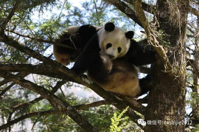 学龄宝宝睡前故事：奔跑吧