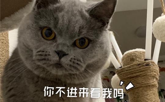&lt;屁桃君>猫咪的猫条吃播