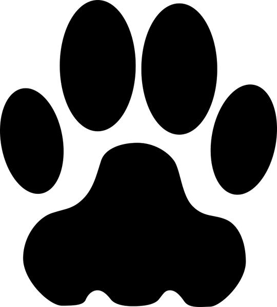 猫和美洲狮的脚步/轨道图片素材免费下载-千图