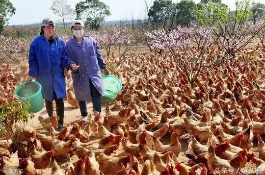 十万块钱去农村创业,有些项目真的不要碰