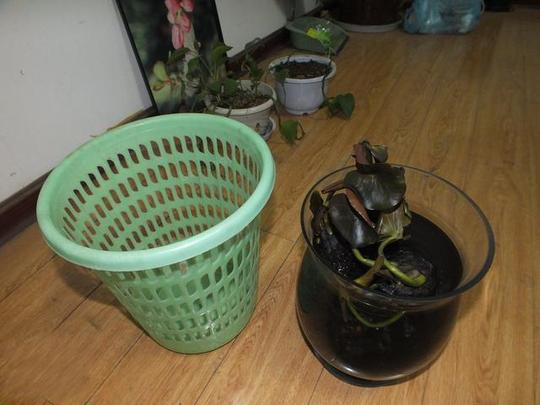垃圾桶这样种蒜，一桶能种几百头蒜，家里一整年都不要买蒜了