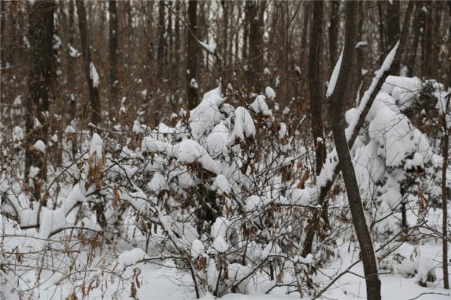 2020年哈尔滨第一场雪的发朋友圈文案