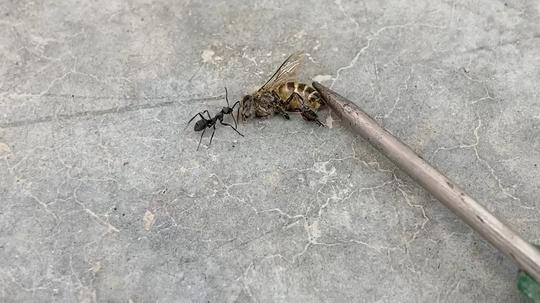 看蚂蚁搬食物